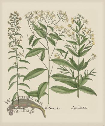 Besler 267 Colored  B2